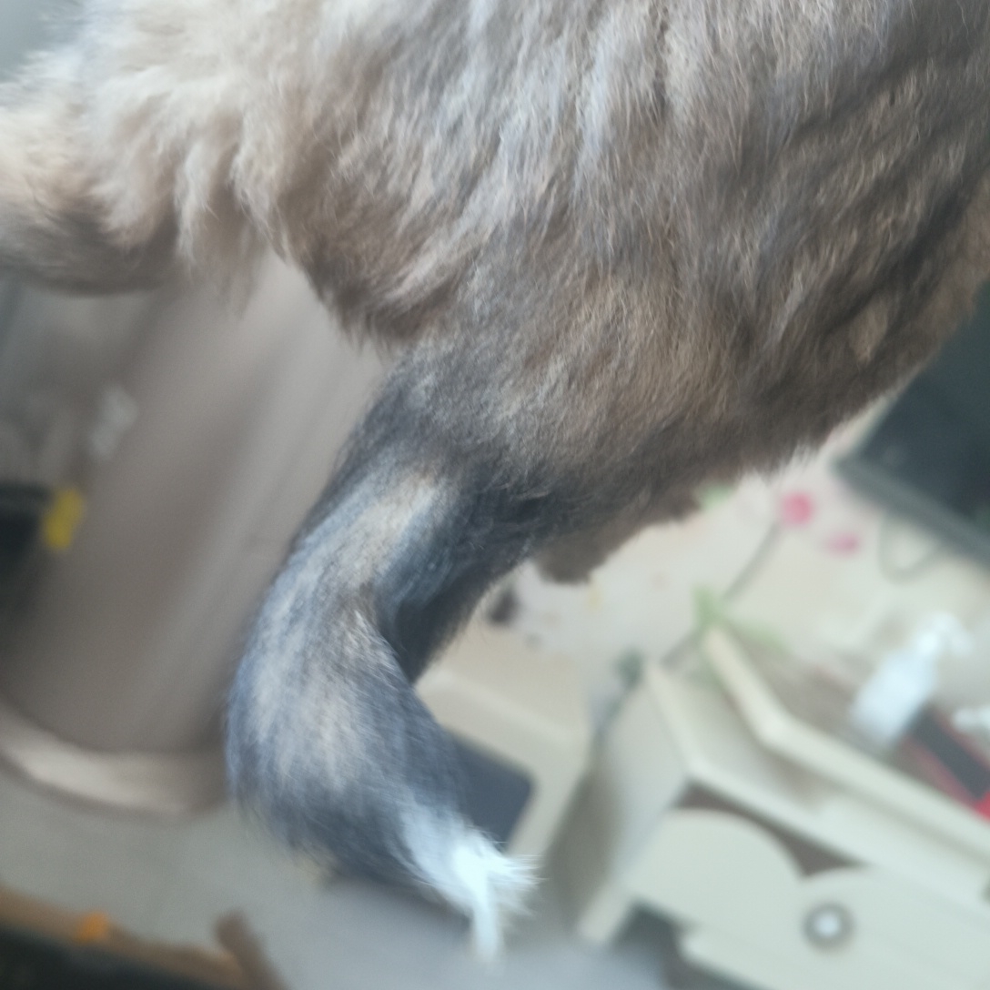 小乖乖中华田园犬一只